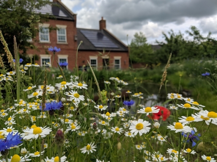 Wildflowers in the Manor House garden by Rebecca Neal