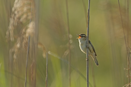 Reed bunting singing Chris Gomersall/2020VISION