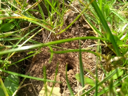 A hole surrounded by excavated soil in a lawn