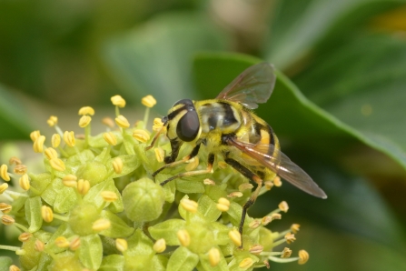 Myathropa florea, the batman hoverfly