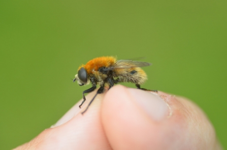 Hoverfly