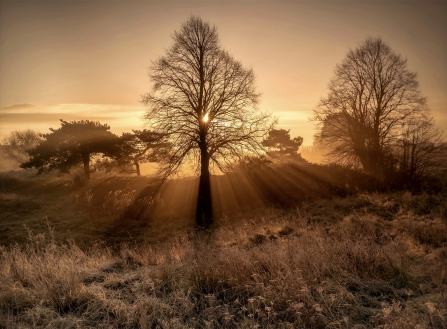 Dawn rising through trees over Bradlaugh Fields nature reserve