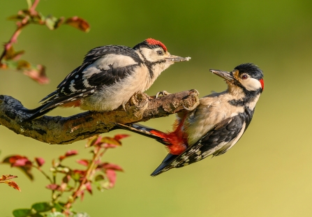 feeding woodpeckers in the garden