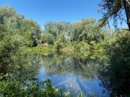 Across the lake - Nene Wetlands