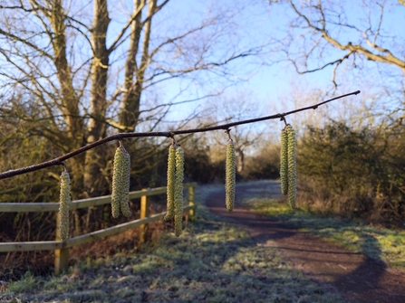 Hazel catkin by Rebecca Neal