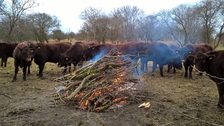 Cows gather around the fire on a volunteer task at Galley Hill