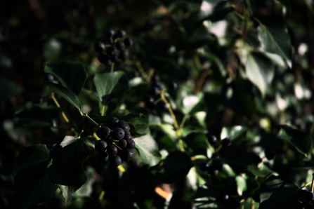 Ivy berries