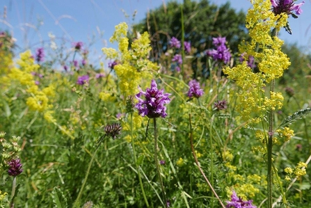 Betony at Upwood Meadows June  - c. Robert Enderby