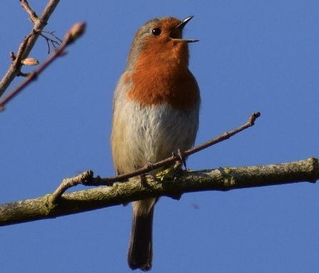 Singing robin