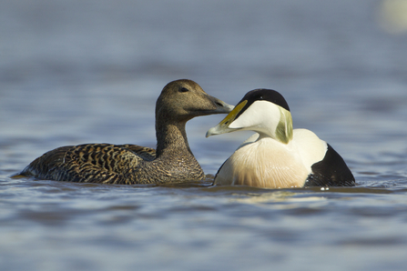 Eider ducks