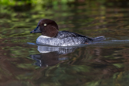 Female goldeneye