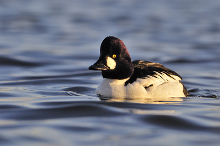 Male goldeneye