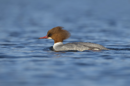 Goosander