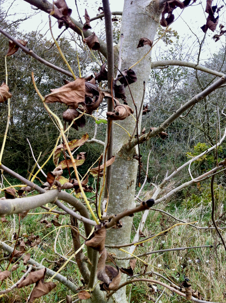 Tree affected by ash dieback