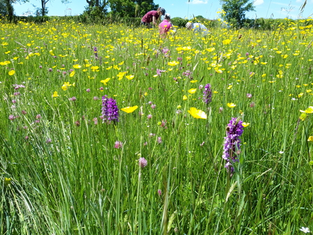 Meadow monitoring, Bugbrooke