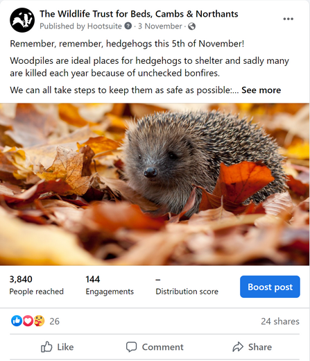 Our Social Highlights - Hedgehog