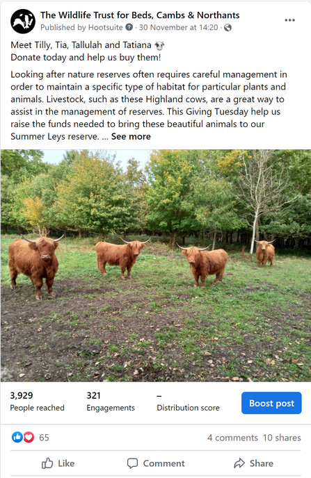 Our Social Highlights - Highland Cows