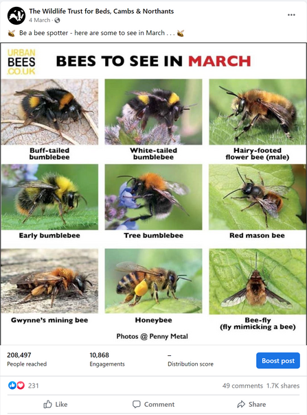 Our Social Highlights - Bee guide