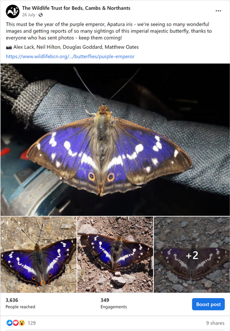 Our Social Highlights - Purple Emperor