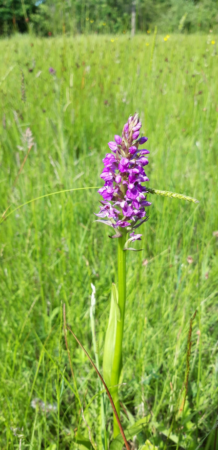 Southern marsh orchid Brampton Wood
