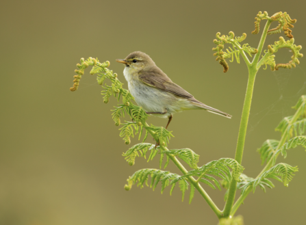 Willow warbler Ben Hall 20/20Vision