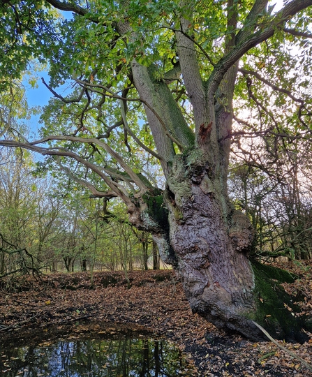 oak tree