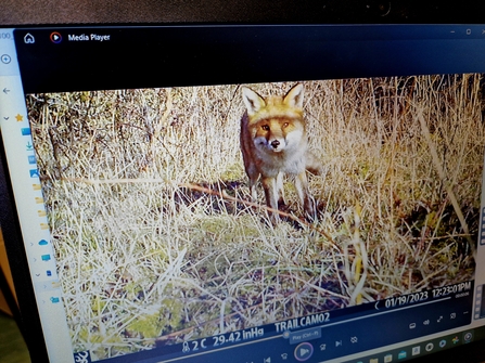 Fox Trailcam SH