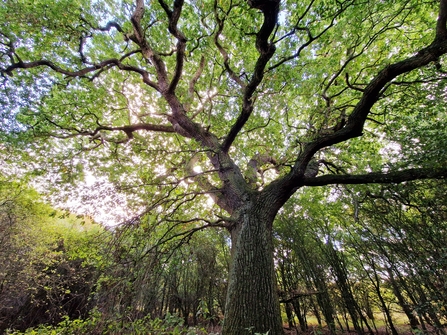 SH Oak Tree