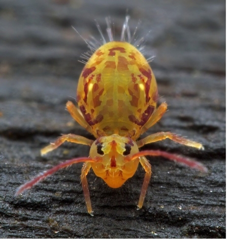 Springtail (Dicyrtomina ornata)