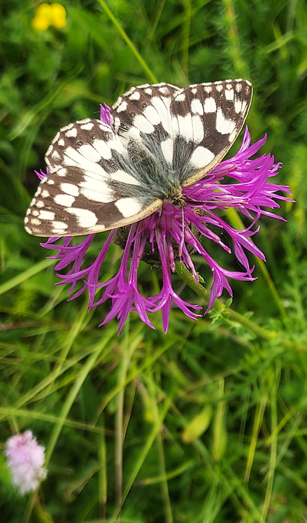 A marbled white butterfly with its wings spread wide feeding on a purple flower