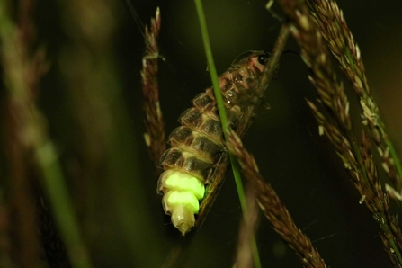 glow worm