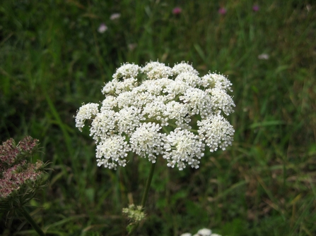 Moon carrot