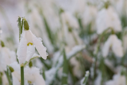 Close up of a snowdrop, covered in small flakes of frost