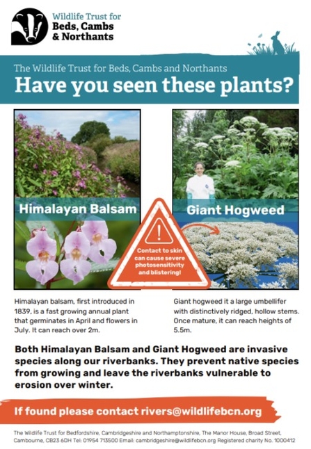 A poster offering advice on Himalayan Balsam and Giant Hogweed. Explaining that both are invasive species along our riverbanks that prevent native species from growing and leave the river bank vulnerable to erosion over winter. "If found please contact rivers@wildlifebcn.org".