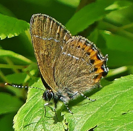 Black Hairstreak - Roger Orbell