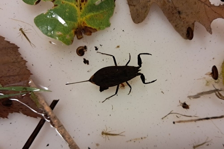 Water scorpion in a white tray