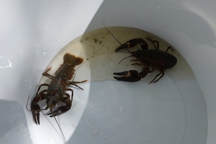 Two crayfish in a white bucket