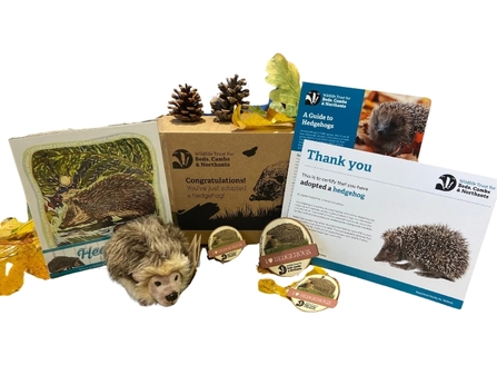 Contents of the adopt a hedgehog postal pack, including a soft cuddly toy, certificate, factsheet, artwork, magnet, badge and keyring.