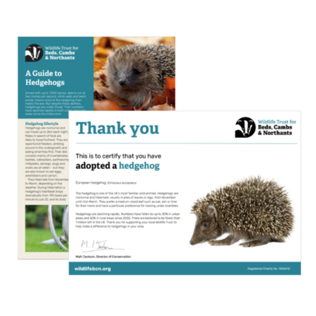 Screenshots of the Adopt a Hedgehog Fact File and Certificate