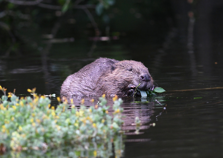 Beaver swimming