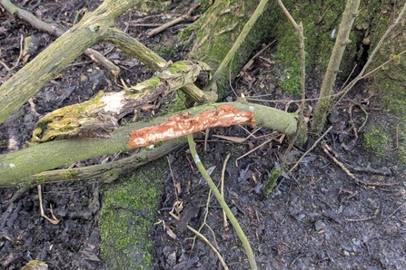 Beaver gnawed branch