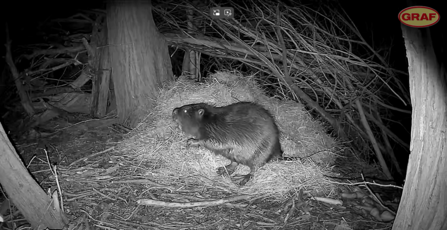 A beaver captured by a trailcam as it sits atop some straw at night