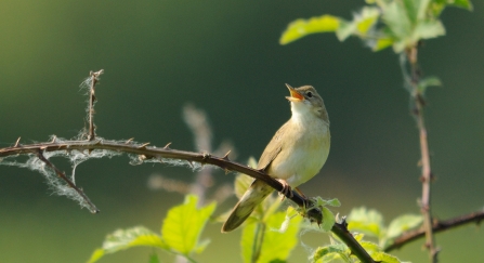 Grasshopper warbler by Amy Lewis