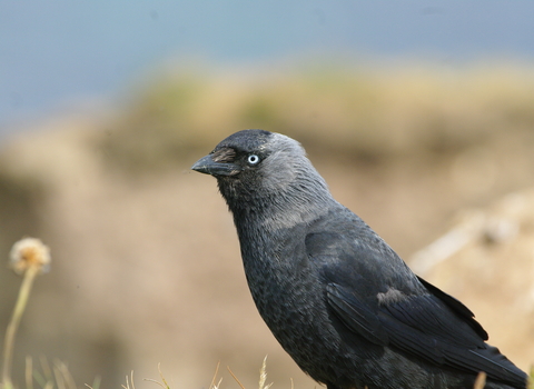 Jackdaw