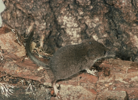 Pygmy shrew