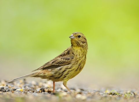 Yellowhammer