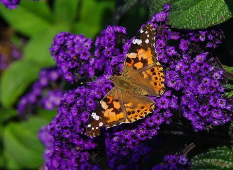 Painted Lady butterfly