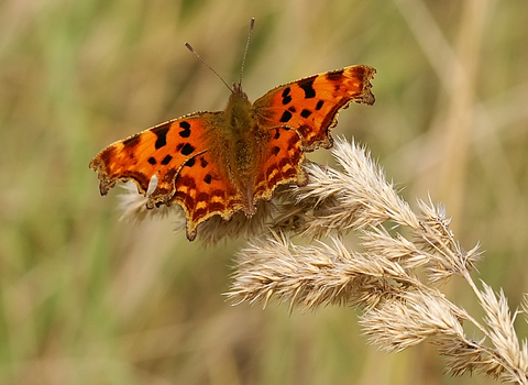 Comma butterfly