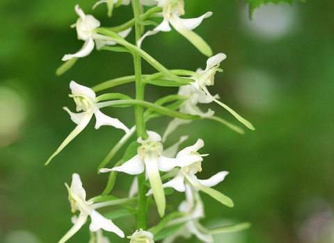 Greater Butterfly-orchid