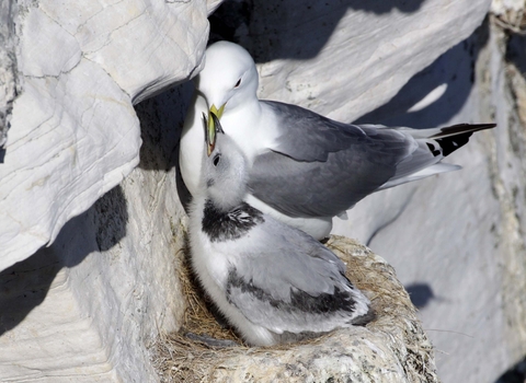 Kittiwake chick at nest